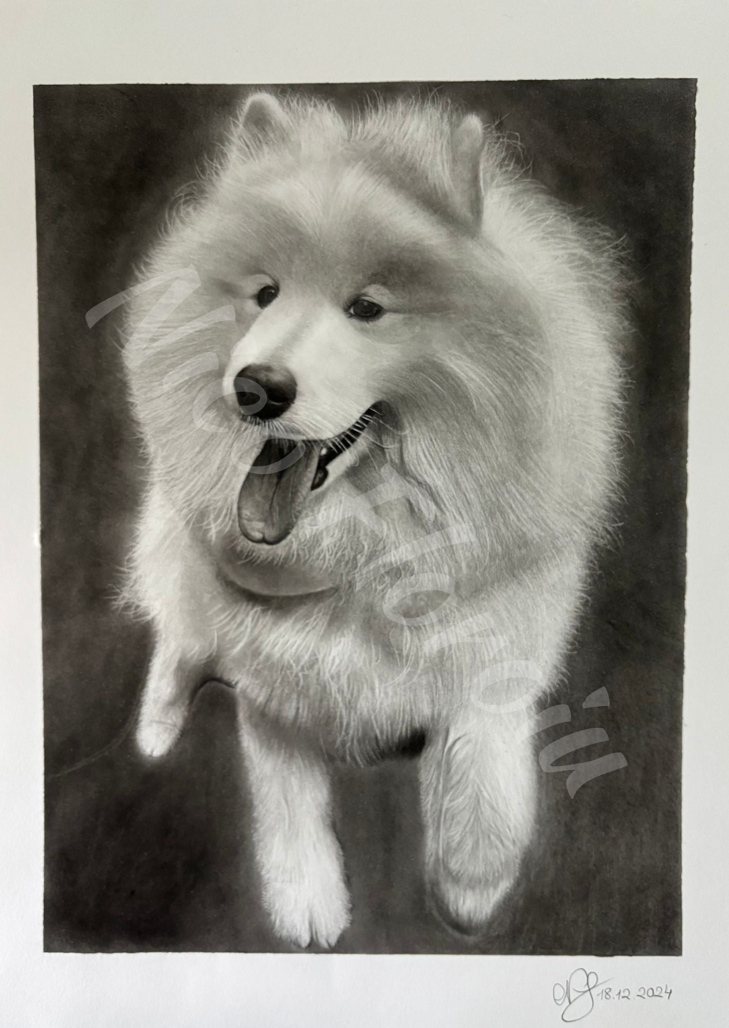 Prints Of Samoyed Dog Drawing