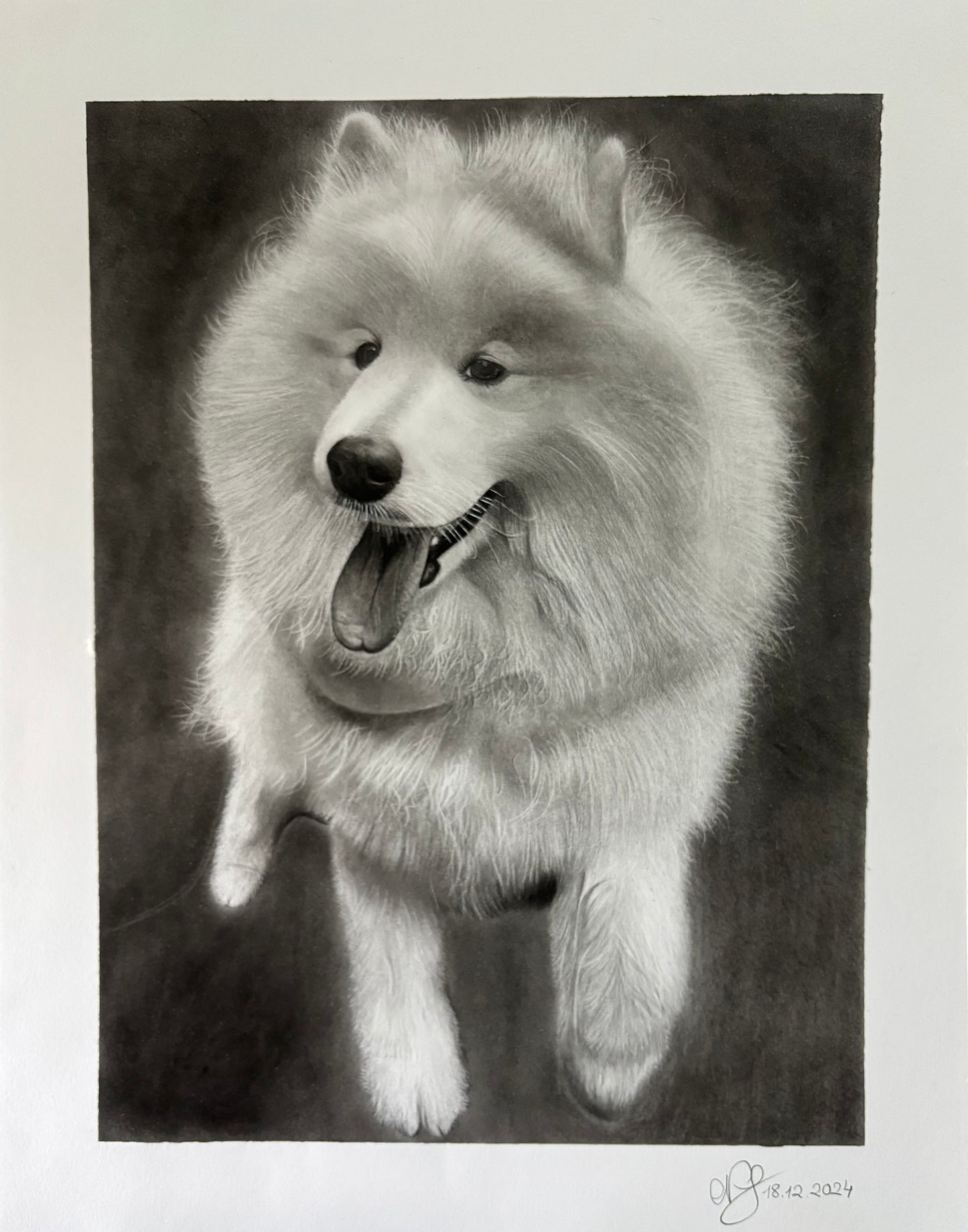 Original Drawing Of Samoyed Dog